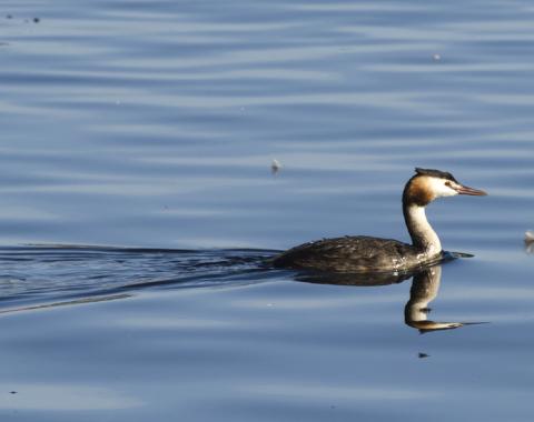 Птица года – 2026: все о чомге, скрытной красавице водоемов